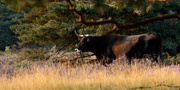 30th Aug 2021 - Tauros cattle on the heath