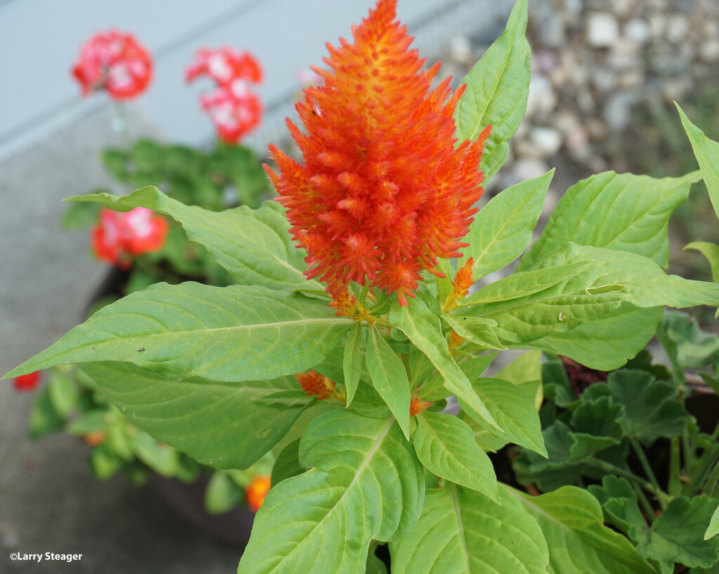 More blooms on the Celosia by larrysphotos