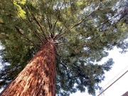 12th Sep 2021 - Coast Redwood - Sequoia