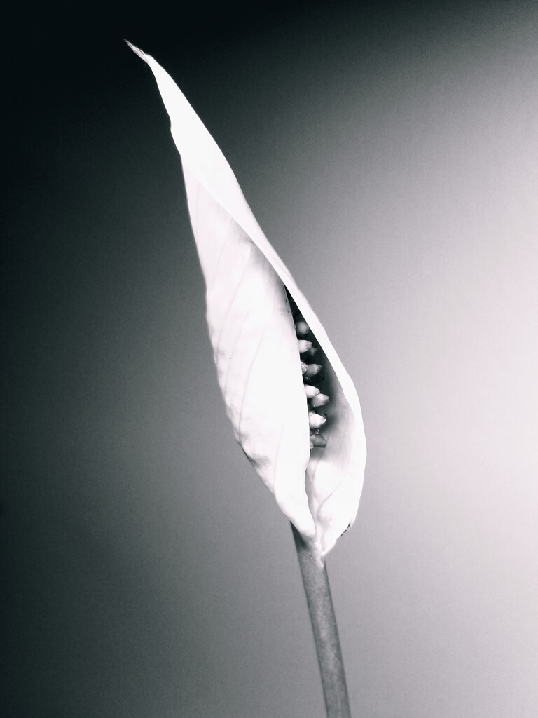 Peace lily by ljmanning