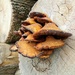 Autumn.. Fungi by 365projectorgjoworboys