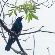 12th Sep 2021 - common grackle