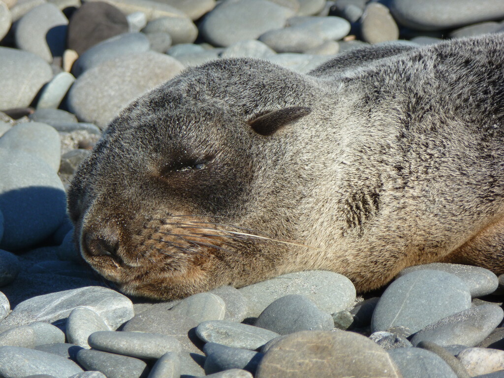 sleeping seal by kali66