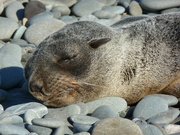21st Aug 2021 - sleeping seal