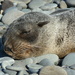 sleeping seal by kali66