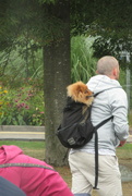 12th Sep 2021 - dog-in-a-bag