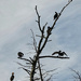 Cormorant tree by ljmanning
