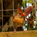 Lady Cardinal, I Think! by rickster549