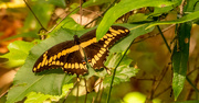 12th Sep 2021 - Giant Swallowtail Butterfly!