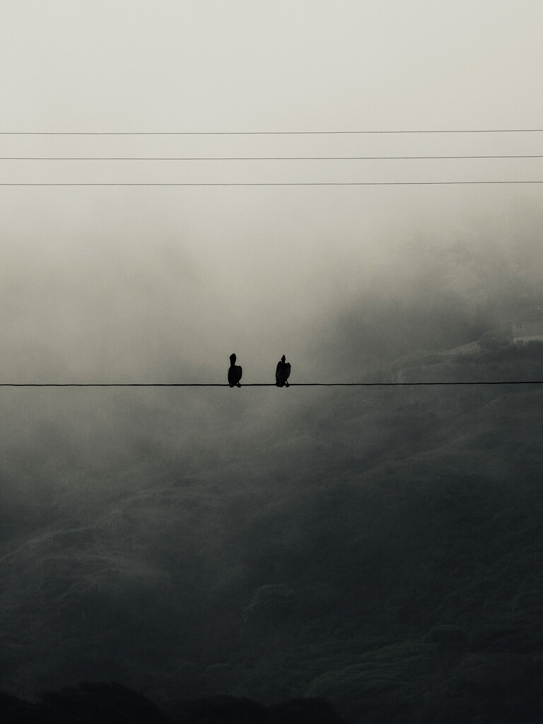 Two birds, foggy morning by shookchung