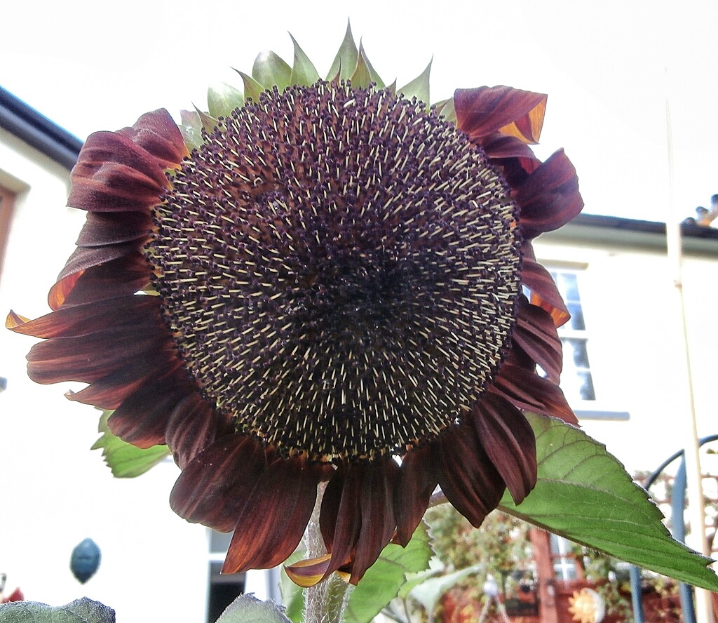 Sunflower...... by cutekitty