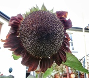 13th Sep 2021 - Sunflower......