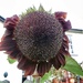Sunflower...... by cutekitty