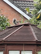 8th Sep 2021 - Cheeky squirrel