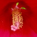 Wanda’s Hibiscus bush by louannwarren