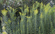 13th Sep 2021 - Goldenrod starting to bloom