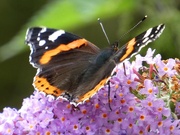 13th Sep 2021 - Red Admiral