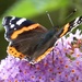 Red Admiral by fishers