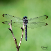13th Sep 2021 - Dragonfly wings