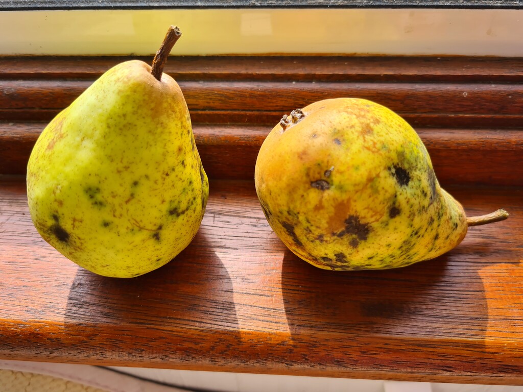 A Pair of Pears by serendypyty