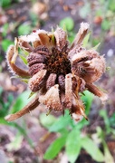 13th Sep 2021 - Marigold Seedhead