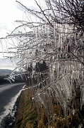 3rd Jan 2011 - Ice Bush