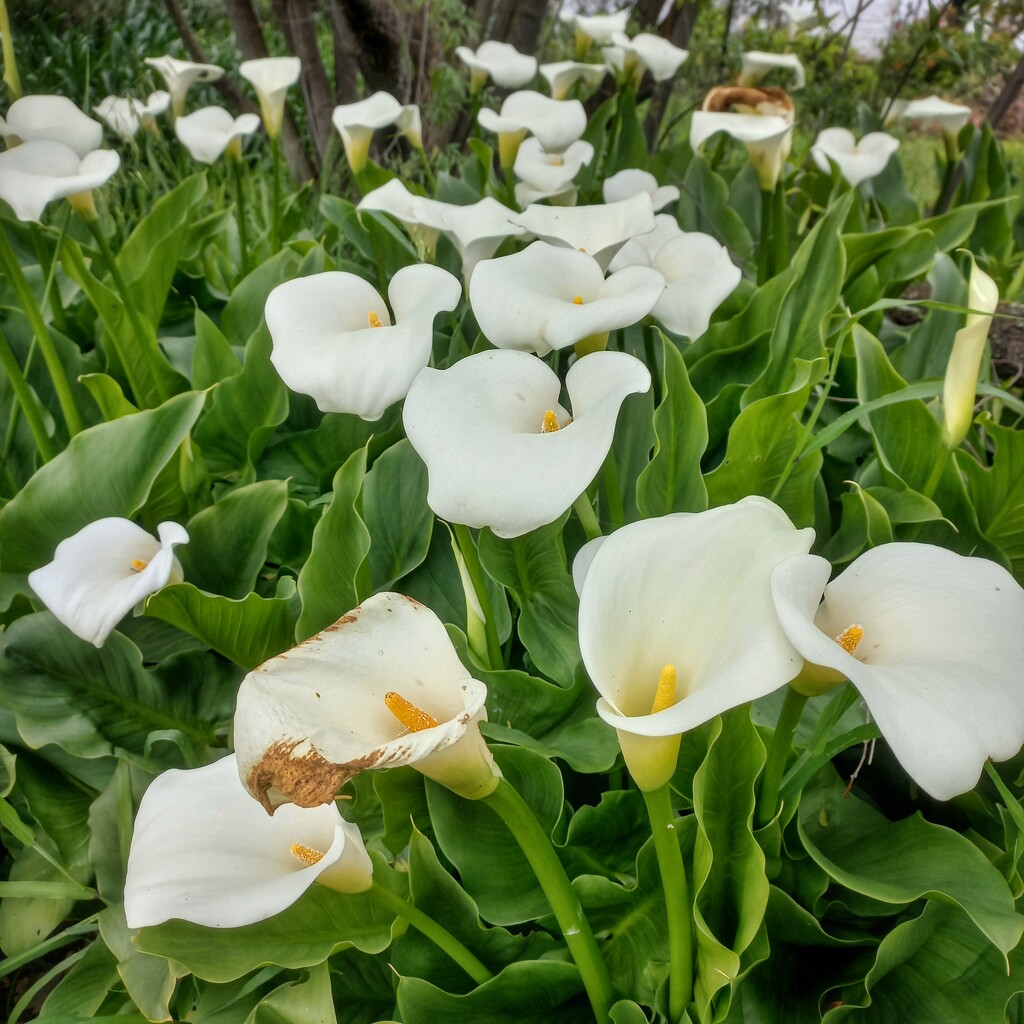 Field of Arum Lilies  by salza