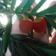 13th Sep 2021 - Yew Berries