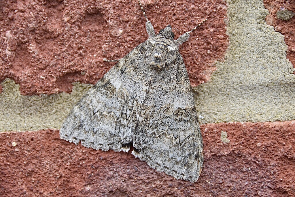 Moth by wakelys