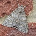 Moth by wakelys