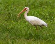 13th Sep 2021 - LHG-6505- ibis out foraging