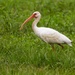 LHG-6505- ibis out foraging by rontu