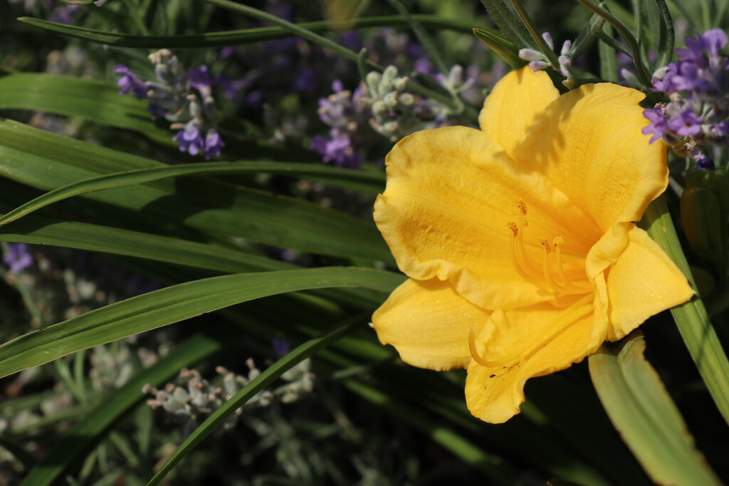 Yellow Daylily by 365projectorgheatherb
