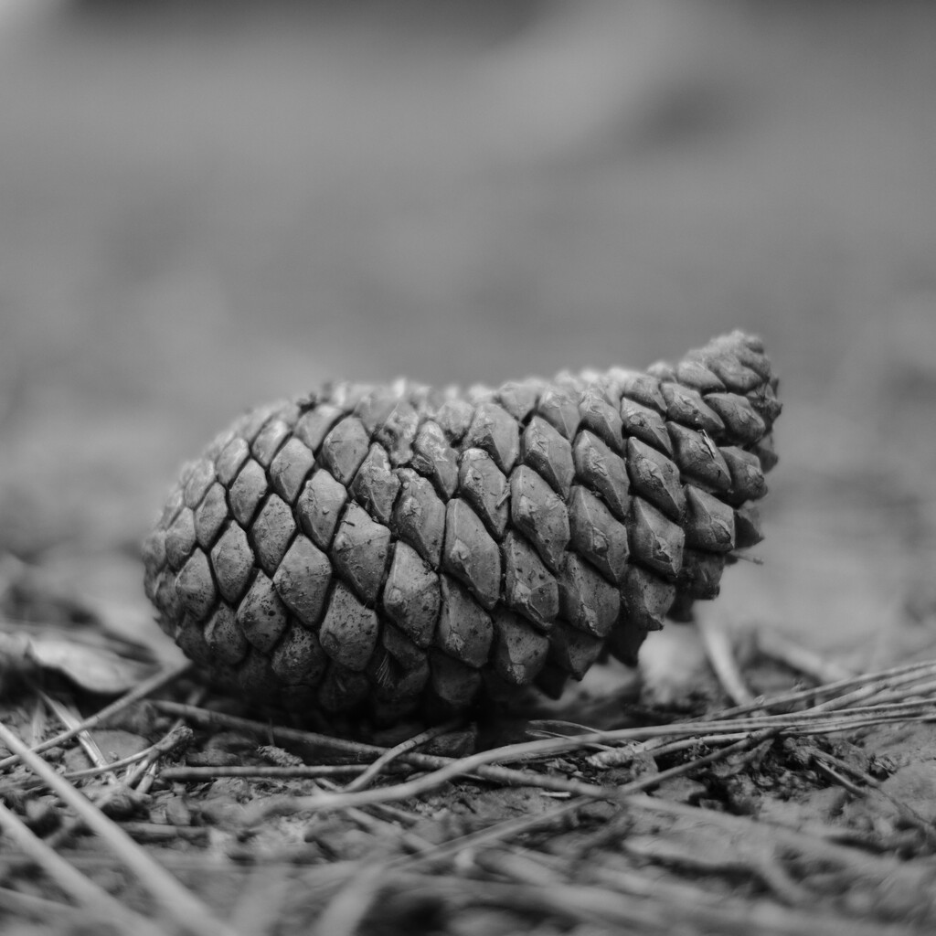 Fir-cone on the forest floor... by vignouse