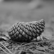 12th Sep 2021 - Fir-cone on the forest floor...