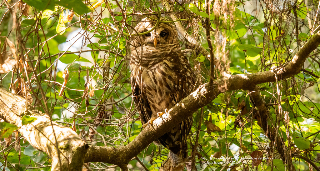 Barred Owl Keeping an Eye on Me! by rickster549