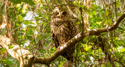 13th Sep 2021 - Barred Owl Keeping an Eye on Me!
