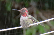 9th Aug 2021 - Hummingbird Cool-Down