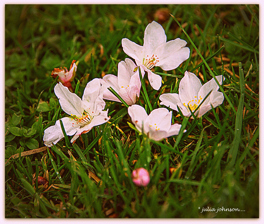 Cherry Blossom's.. by julzmaioro