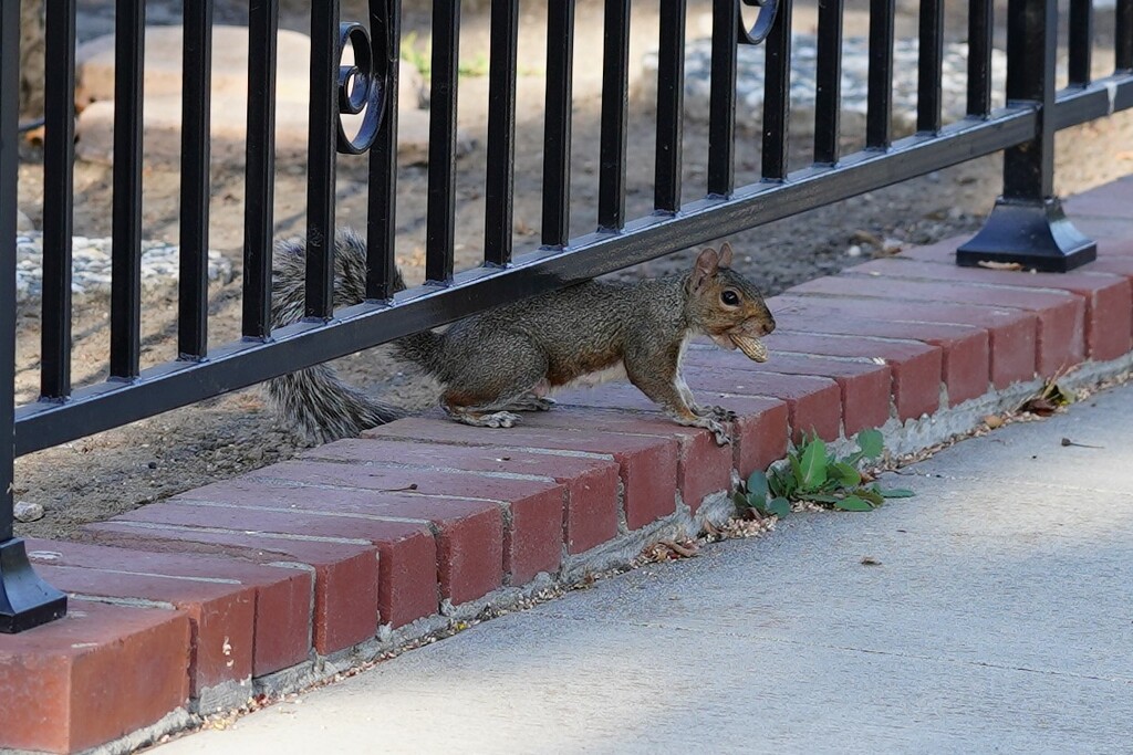 Squirrel with peanut by acolyte