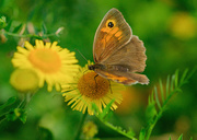 14th Sep 2021 - Meadow Brown Butterfly