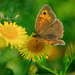 Meadow Brown Butterfly by 365nick