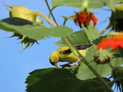 14th Sep 2021 - Goldfinch in flowers 