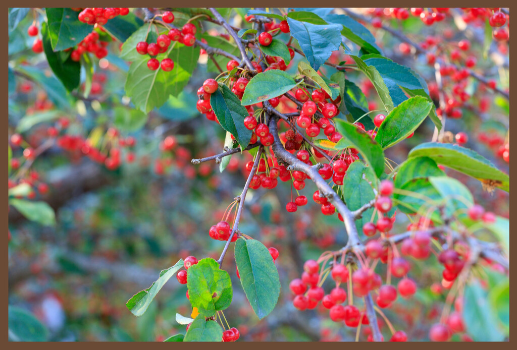Red Berries by hjbenson