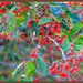 Red Berries by hjbenson