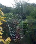 14th Sep 2021 - Autumn.. raindrop cobweb