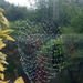 Autumn.. raindrop cobweb by 365projectorgjoworboys