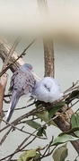 12th Sep 2021 - Australian doves looking cold in British summertime