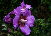 14th Sep 2021 - Hibiscus in the rain.