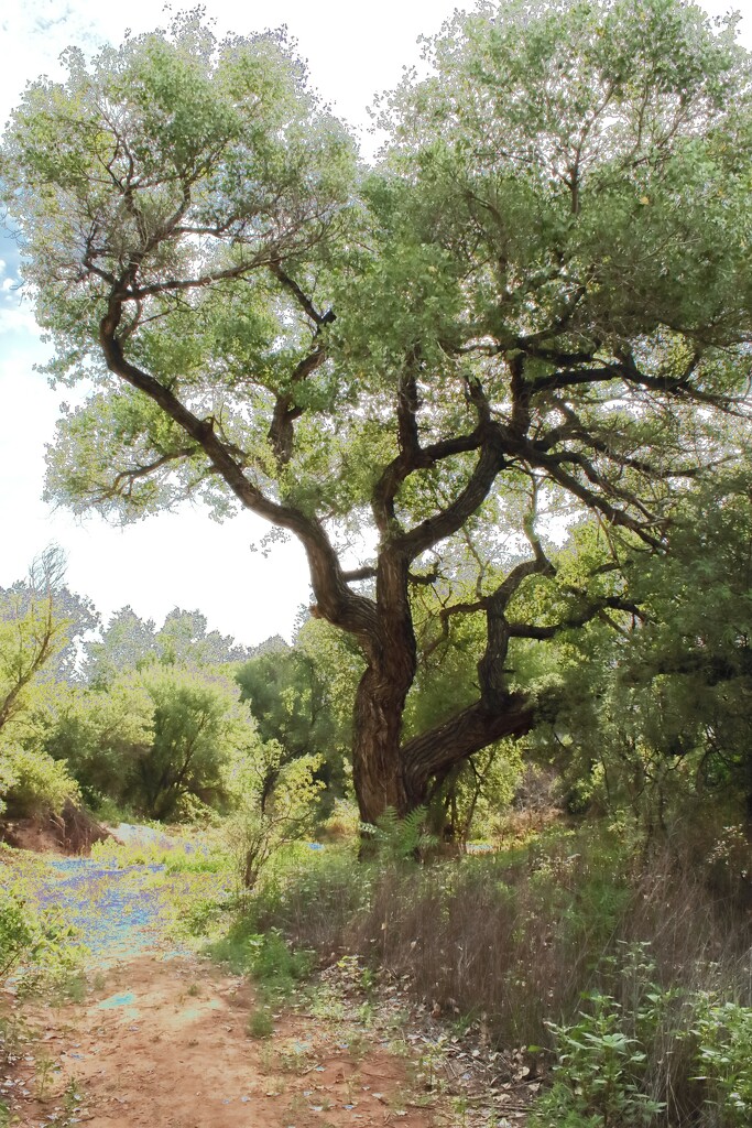 cottonwood tree by blueberry1222